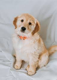 Pet Dog Shoots Owner While in Bed With Lover