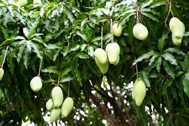 11-Year Old Boy Trying to Pluck Mangoes Falls From Tree, Dies
